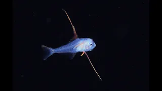キンメダイ Beryx splendens の稚魚 - Black Water Dive 4K