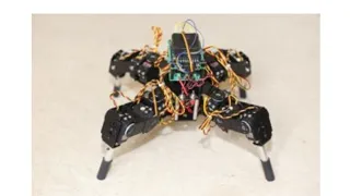 Brain organoids in a spider robot drone