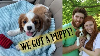 We Got A Cavalier King Charles Spaniel Puppy!