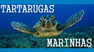 10 FATOS SOBRE AS TARTARUGAS MARINHAS