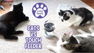 Stella vs Boo vs The Cat Food Touch Feeder #2 * S4 E18 * Smart Cats