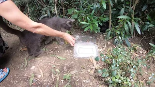 Mom cat hissing at her own kitten, because she doesn't want to share her food