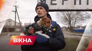 🐶 Собака піротехнік: як Патрон допомагає саперам розміновувати Чернігівщину | Вікна-новини