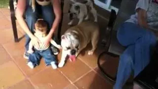 Humping bulldog