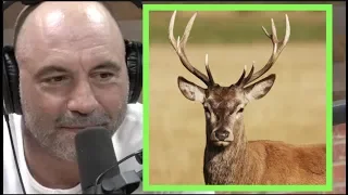 Joe Rogan | Most People Have Never Been Around Actual Wildlife w/Steve Rinella