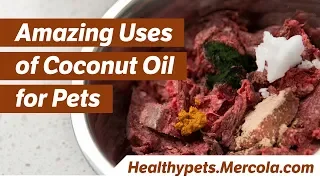 Amazing Uses of Coconut Oil for Pets