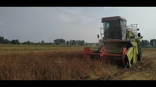 Молотимо гречку 👨‍🌾 Claas Dominator 48s, agro Yuskivtsi 🔥