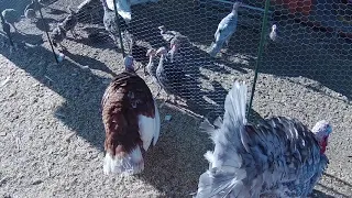Angry Turkey Hen Fighting with Pack of Poults Thru Fence