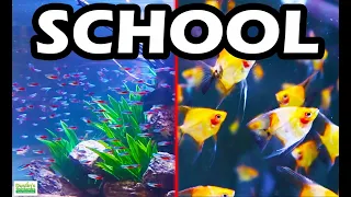 TOP 5 SCHOOLING AQUARIUM FISH: The Best Schooling Fish