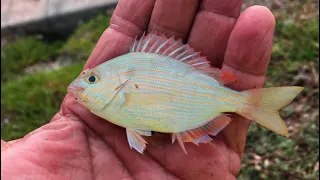 This Bait Was The Right Choice (Shore Fishing With Pinfish)