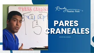 PARES CRANEALES, APRÉNDELOS EN UN MINUTO