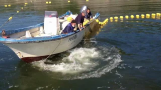 Bowhead whale in salmon trap_video (2012)/ Гренландский кит в неводе _репост (2012)