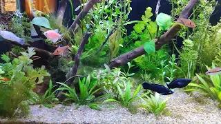 Planted Aquarium Setup