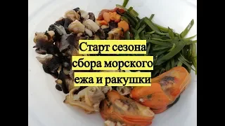 Старт сезона сбора морского ежа и ракушки / Sea urchins, snails & sea weed