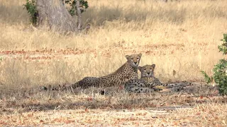 Cheetah in Mana Pools NP Zimbabwe