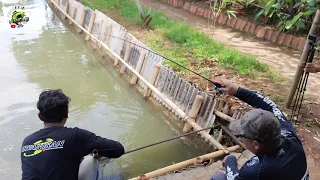 Lomba Mancing Ikan Mas Tiket 1 Juta!! Pesta Induk Sampai 74 Ekor