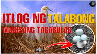ITLOG NG TALABONG MABISANG TAGABULAG | AGIMAT AT MGA URI NG MUTYA SA PILIPINAS | Bhes Tv