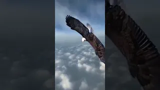 eagle flying above cloud #birds #viral #drone #zealworld