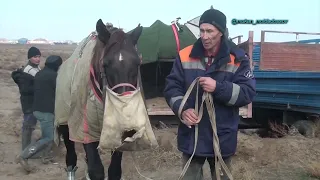 Байыркум. Кайрат кажы кокемиздин 60 жас той кокпары 27 11 2022 Байырқұм көкпар