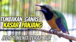 Cucak Cungkok Nembak Panjang Kasar Jeda 1 Menit Terapi Air #cucakcungkok