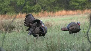 Insane Florida Turkey Hunting!