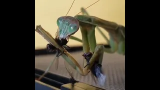 Mantis eating a fly alive 😱😱 #shorts