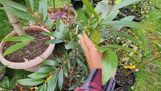 Every Greenhouse Tropical Checked For Winter Survival