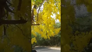 School of physical sciences, JNU in summer time🌼🌼🌼