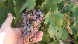 GROWING GRAPES UPDATE birds as natural pest control, companion planting, growing food at home