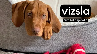 24 HOURS WITH A VIZSLA -  CUTE BUT A PSYCHO | Sophia Luna Designs