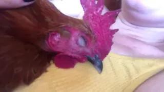 Rooster Snores While Sleeping on Owner - 1036793