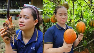 VIDEO FULL: 120 Days Harvesting Taro, Gac Fruit - Build Wooden House - Lý Thị Ca