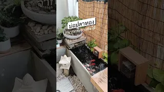 [DIY Tank] My goldfish tank - บ่อปลาทองทำเอง จากกระถางต้นไม้