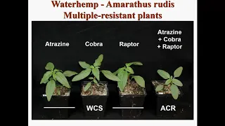 Dr. Mark Loux - Goals Of Your Soybean Weed Management Program