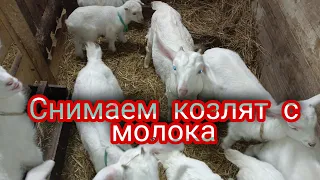 Витамины для козлят,снимаем козлят с молока