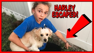 WE ALMOST LOST OUR PUPPY! | We Are The Davises