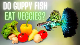 Guppy Fish Care - Do Guppy Fish Eat Veggies ?