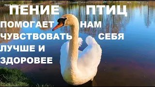 НАЧНИТЕ СВОЙ ДЕНЬ С ПЕНИЯ ПТИЦ-ОНИ ПОМОГАЮТ ЧУВСТВОВАТЬ СЕБЯ ЛУЧШЕ,РАДОСТНЕЙ,СОЗДАЮТ ГАРМОНИЮ- ПОКОЙ