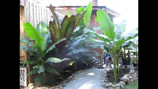 Growing Bananas in a Northern climate