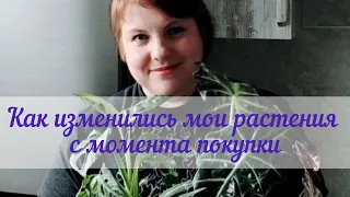 Как изменились мои растения с момента покупки