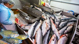 Farming Technology, Harvesting and Processing of Salmon in Factory - Amazing Salmon Farm