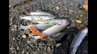 Russian River Salmon Fishing in Cooper Landing, Alaska.
