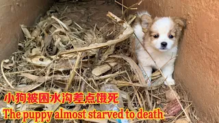 Tears! The poor puppy was trapped in a ditch and almost starved to death.