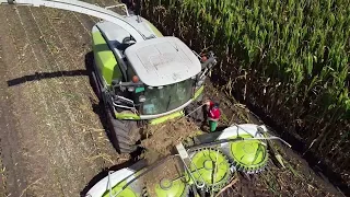 🌽 ZAD Dvory nad Žitavou / Siláže / Silozás /Chopping Corn/ Mais Hakselen / 4X Massey Ferguson 🌽