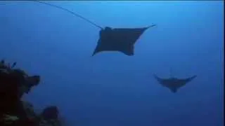 Diving with the Spotted Eagle Rays in Cozumel MX