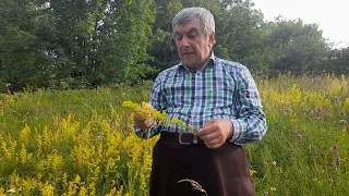 Лікарські рослини: Підмаренник  (Galium )