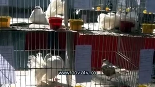 Porumbei, iepuri si gaini in expozitie la Medias - novatv.ro