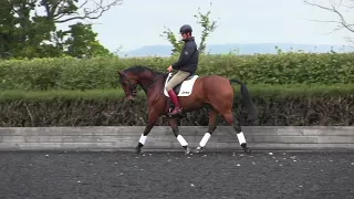 How to build your horses flatwork with William Fox-Pitt | Horse&Rider