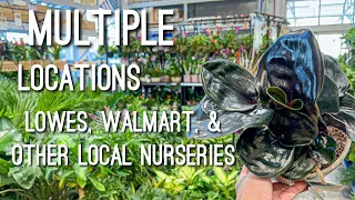 Rare & Uncommon Houseplants | Plant Shopping at Multiple Big Box Stores & Local Nurseries!