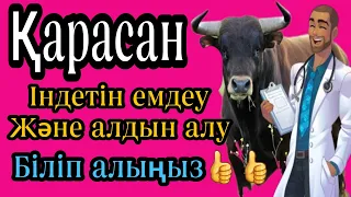 Қарасан індеті  Эмфизема крупного рогатого скота